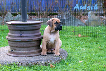 WEIHBULL'S AUTSCH