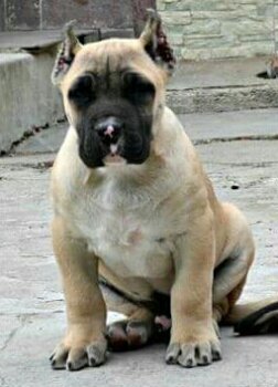 POKER BULLSARA DEL PEMBA