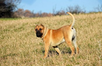 ARMANDO PERROS DE TOROS (TAIPAN)