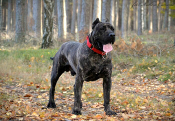 KORADO CABALLERO CANARIO