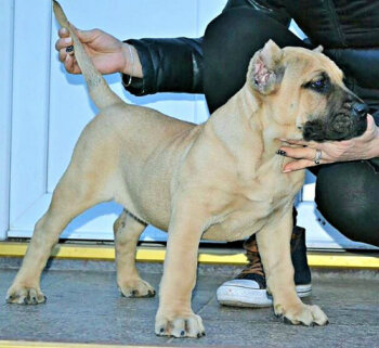 ORNELA BULLSARA DEL PEMBA