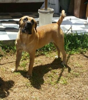 AQUILES DEL REY CHOCOBULL'S