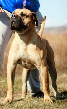 ARCAN DE BARNACAN BULL