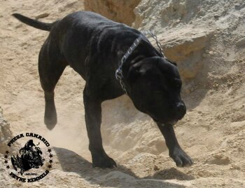 ASASAHA DE PEYRE KENNELS (CRONOX)