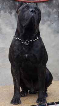 BLACK DE PEYRE KENNELS