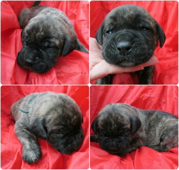 BRUTUS****