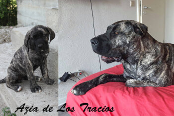 AZIA DE LOS TRACIOS