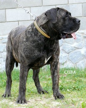CUBA EL PERRO DIABLO
