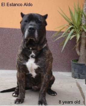 EL ESTANCO ALDO