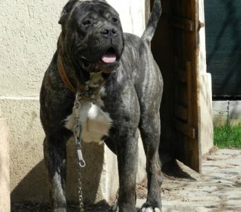 TIFON DE IRON BULL