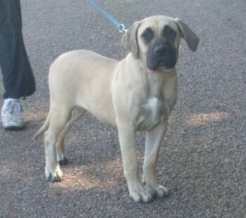 DIAM'S OF DOGO PARADISE