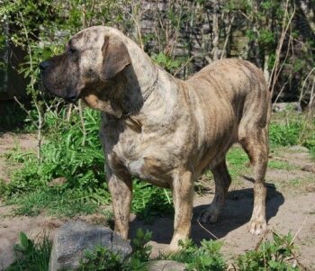 DAKOTA DE ETERNA PRIMAVERA