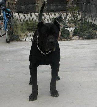 HORACIO DE KING ZULU