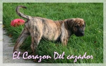 ELIKA EL CORAZON DEL CAZADOR