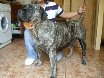 VEGA DE BARNACAN BULL