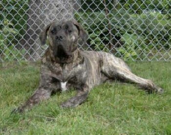 ZORAIDA DE MIDGARD KENNEL