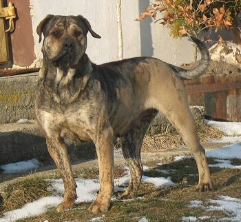 KLEA DOLINA ROSY
