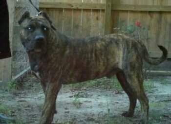 HARIJAN CONA DE TIGHTLINE KENNEL