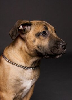 INCREDIBLE FIGHTER DOG EYE'S