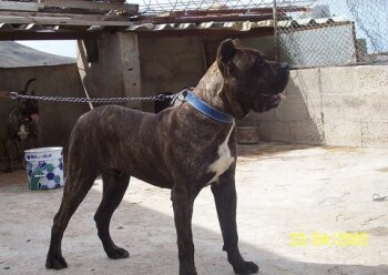 YACO BROTHER DE SAN LORENZO