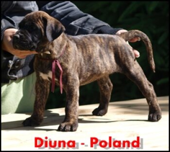 DIUNA NUESTRA SANGRE