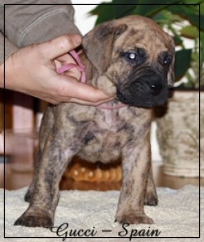 GUCCI NUESTRA SANGRE