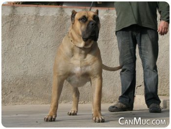 TARKAN DE CANMUC