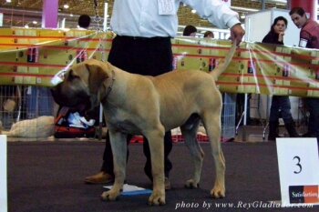 NANO DE BARNACAN BULL