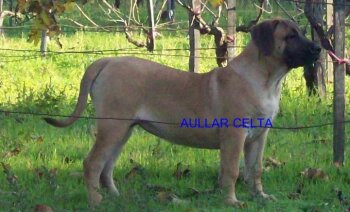 ANXOLINA DE AULLAR CELTA