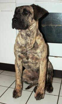CARUSO DE LA CASA AMISTOSA