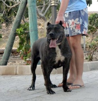 LOLA DE KING ZULU