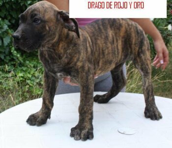 DRAGO DE ROJO Y ORO