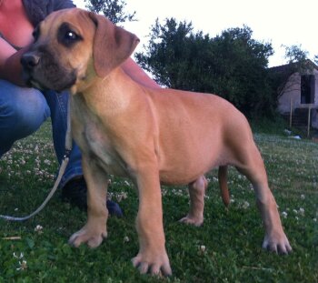 HELL GRINGO DE GUARDIAN DEL VALLE