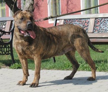BETTY THE BEST DOGOCAN