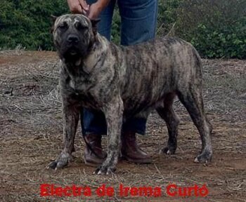 ELECTRA DE IREMA CURTO