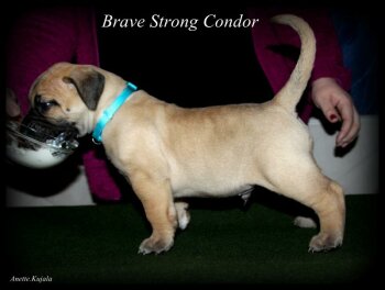 BRAVE STRONG CONDOR