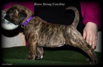 BRAVE STRONG CONCHITA
