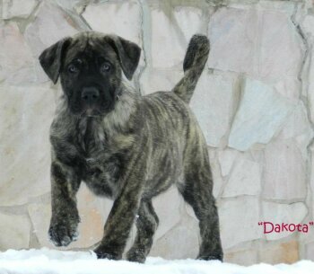 DIAMANTE RAYAS DAKOTA