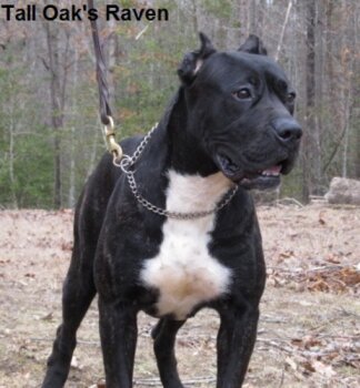 RAVEN OF TALL OAKS