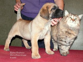 KALINA KRASNAYA PERRO PRESA GRAND