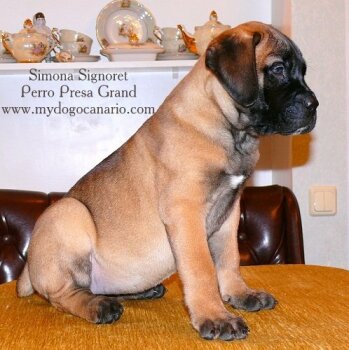 SIMONA PERRO PRESA GRAND
