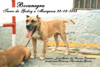 BOCANEGRA