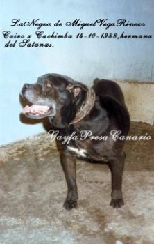 NEGRA DE MIGUEL VEGA