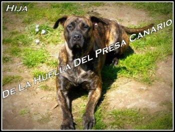 HIJA DE LA SCALA DE GUAGUAL