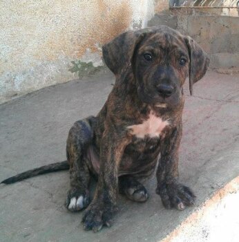 ESCORPIO DE PERRO DE LA TIERRA