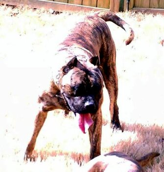 BROWN'S SHOKA