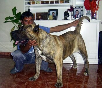 ABONA DE ABORIGEN DE ATGUAXONA