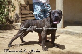 BRONCO DE LA JACHA
