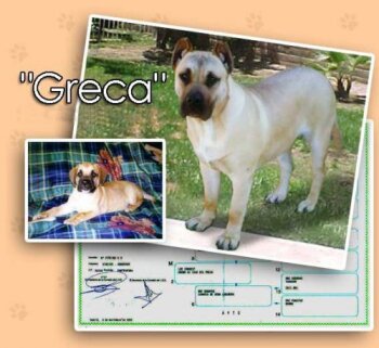 GRECA DE CASA DEL PRESA*
