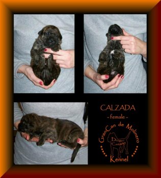 CALZARA GRANCAN DE MOLINERO